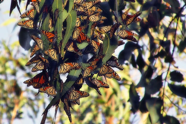 Help us meet our $5,000 match by Sunday!